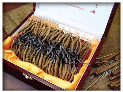 射洪冬虫夏草回收